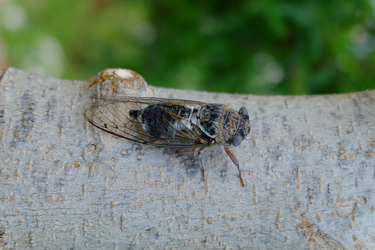 Samiec cykady Lyristes plebejus z przezroczystymi skrzydłami na jasnej gałęzi