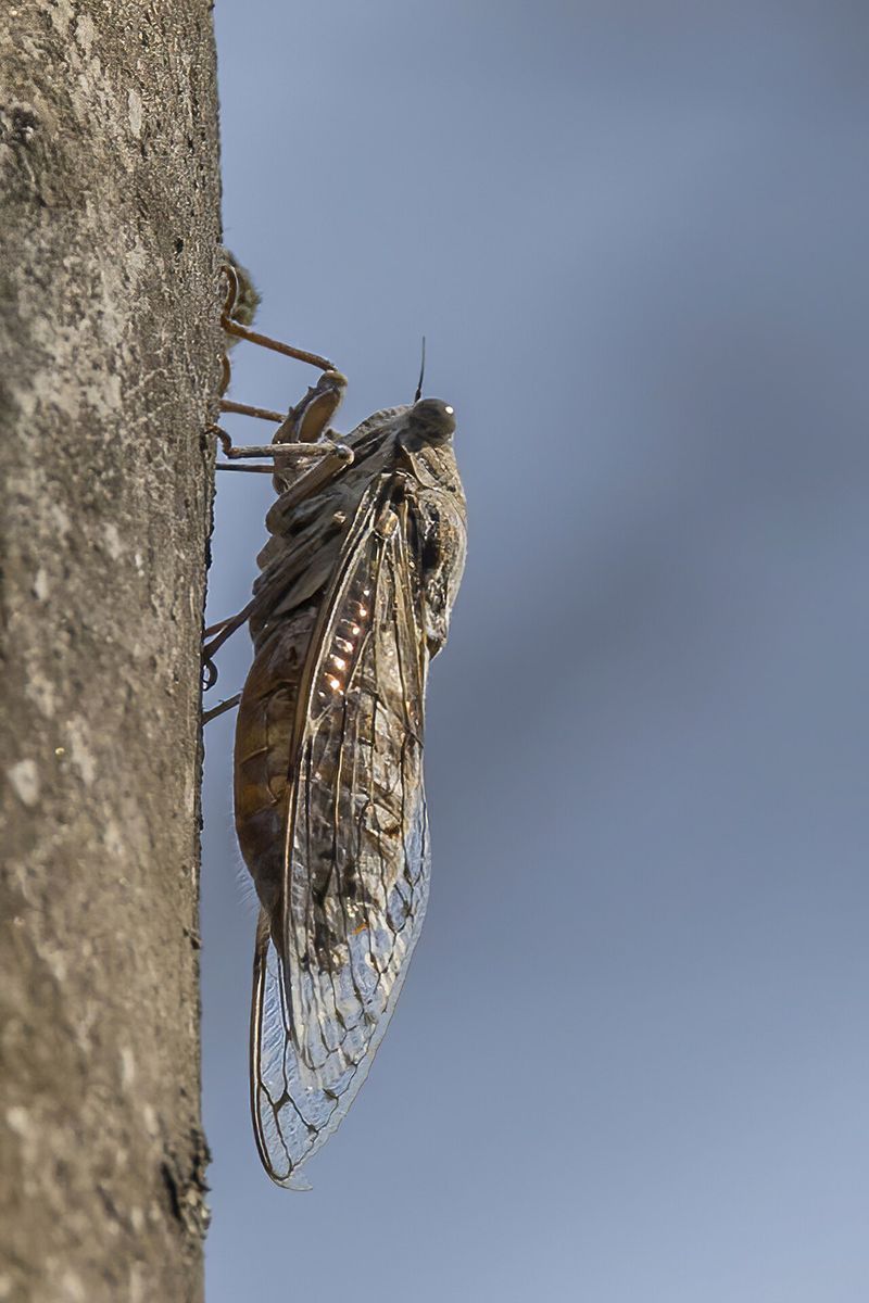 Samiec cykady Cicada orni z przezroczystymi skrzydłami siedzący na pniu drzewa