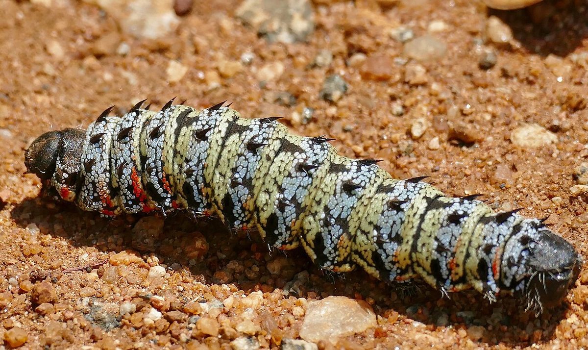 Duża, szaro-czarna gąsienica mopane z żółtymi i czerwonymi plamkami na czerwonawej ziemi