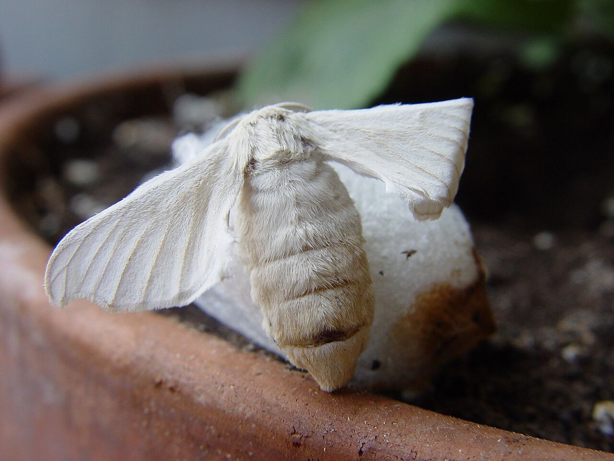 Biały dorosły motyl jedwabnika morwowego siedzący na swoim kokonie