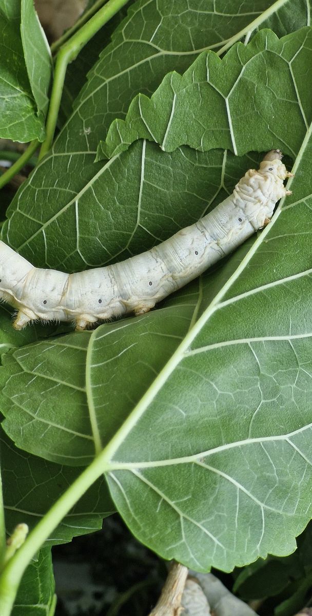 Biała gąsienica jedwabnika morwowego (Bombyx mori) żerująca na zielonych liściach morwy