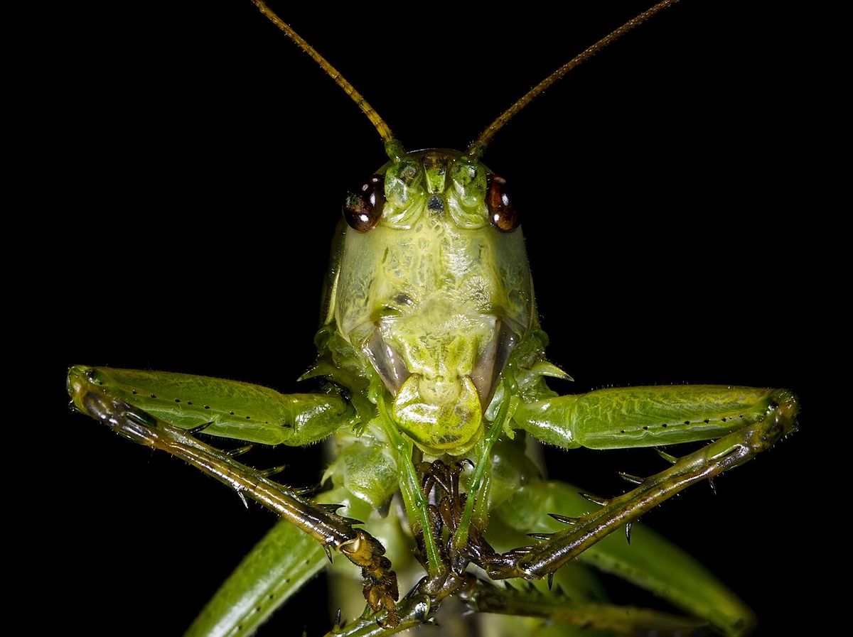 Pasikonik zielony (Tettigonia viridissima) sfotografowany z przodu, widoczna głowa i długie czułki