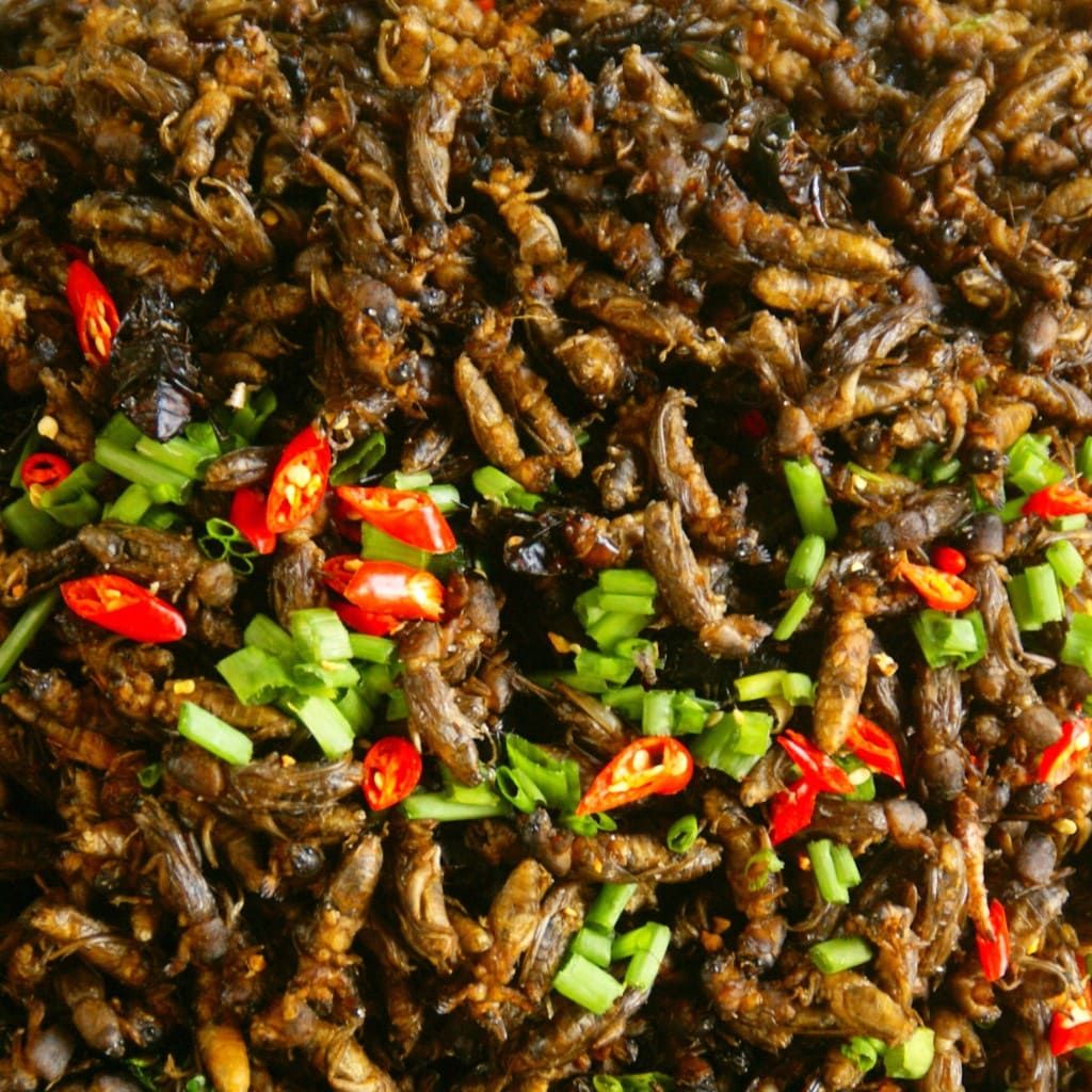 Miseczka prażonych świerszczy z papryczkami chilli
