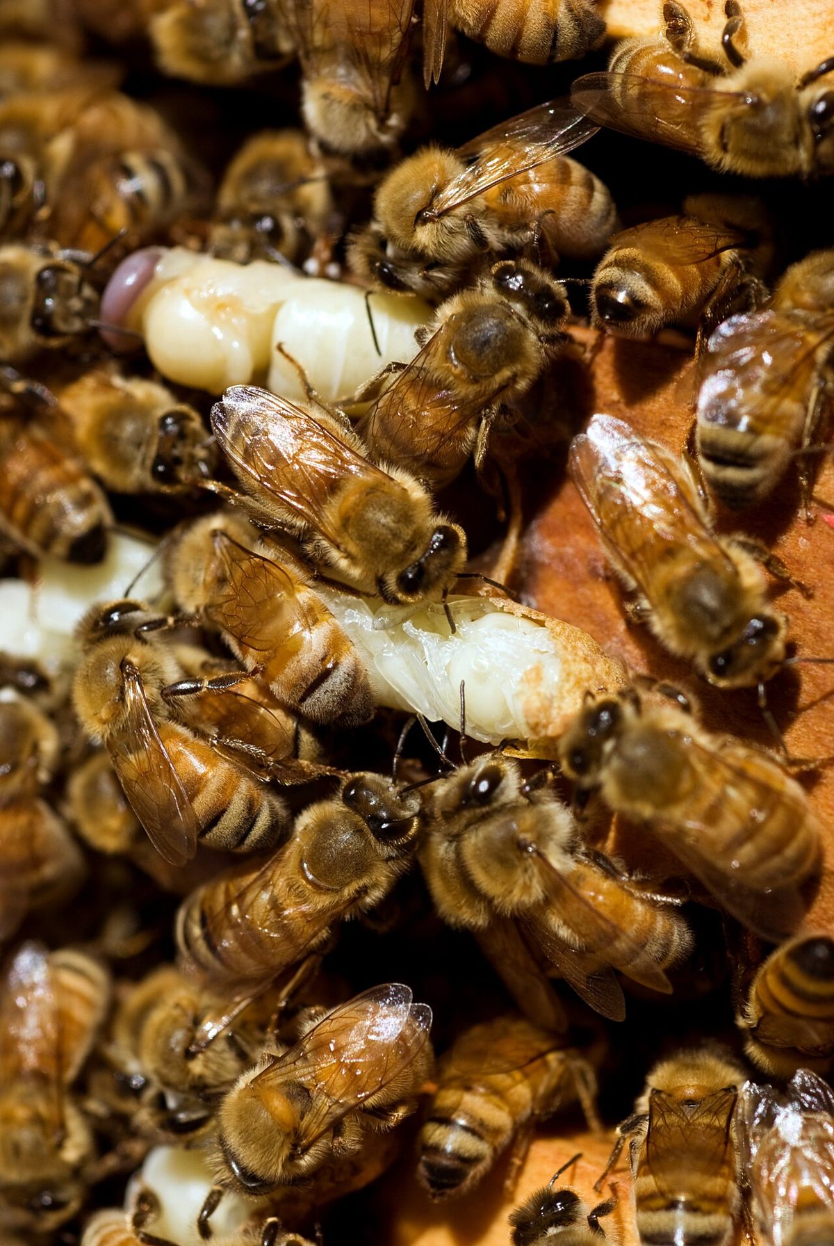 Robotnice pszczoły miodnej na plastrze, wśród nich jasna poczwarka trutnia wyciągnięta z komórki