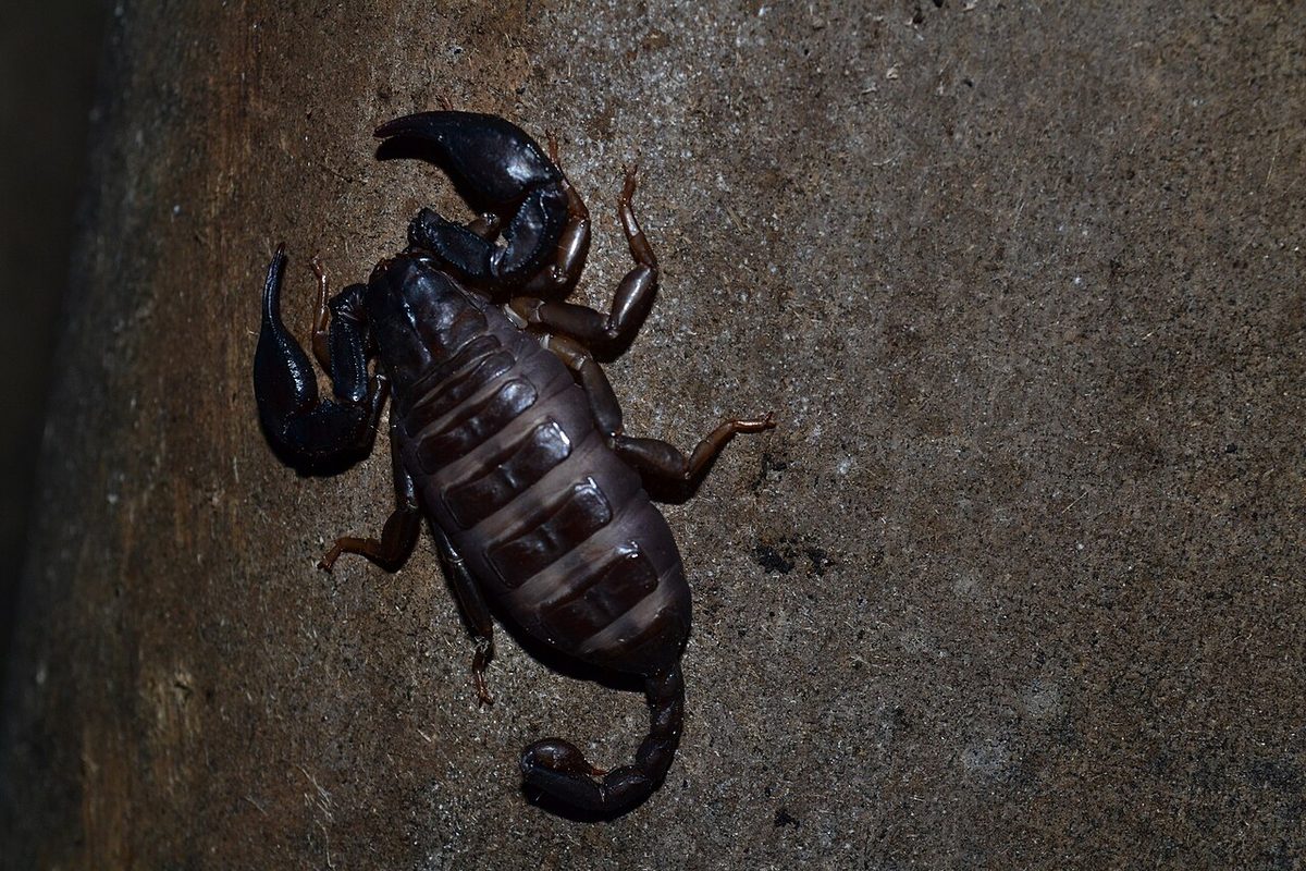 Ciemny skorpion Euscorpius italicus z dużymi szczypcami i zagiętym ogonem na kamiennej ścianie w Chorwacji