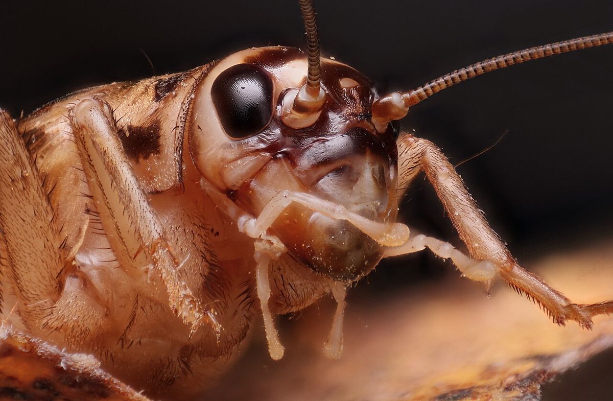 Jasnobrązowy świerszcz domowy (Acheta domesticus), zbliżenie na głowę i długie czułki