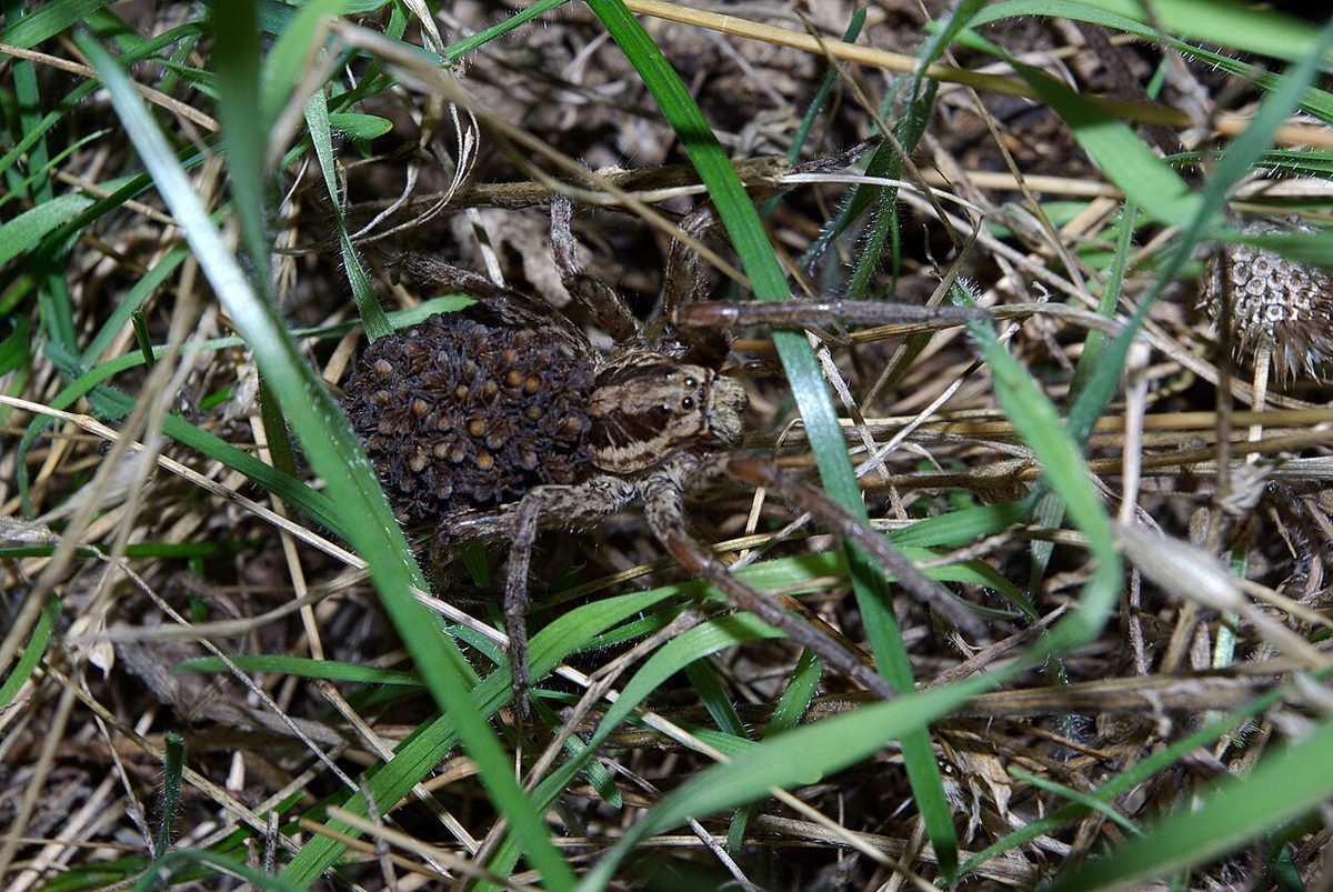 Samica tarantuli apulijskiej z młodymi pająkami na grzbiecie, wśród suchej trawy