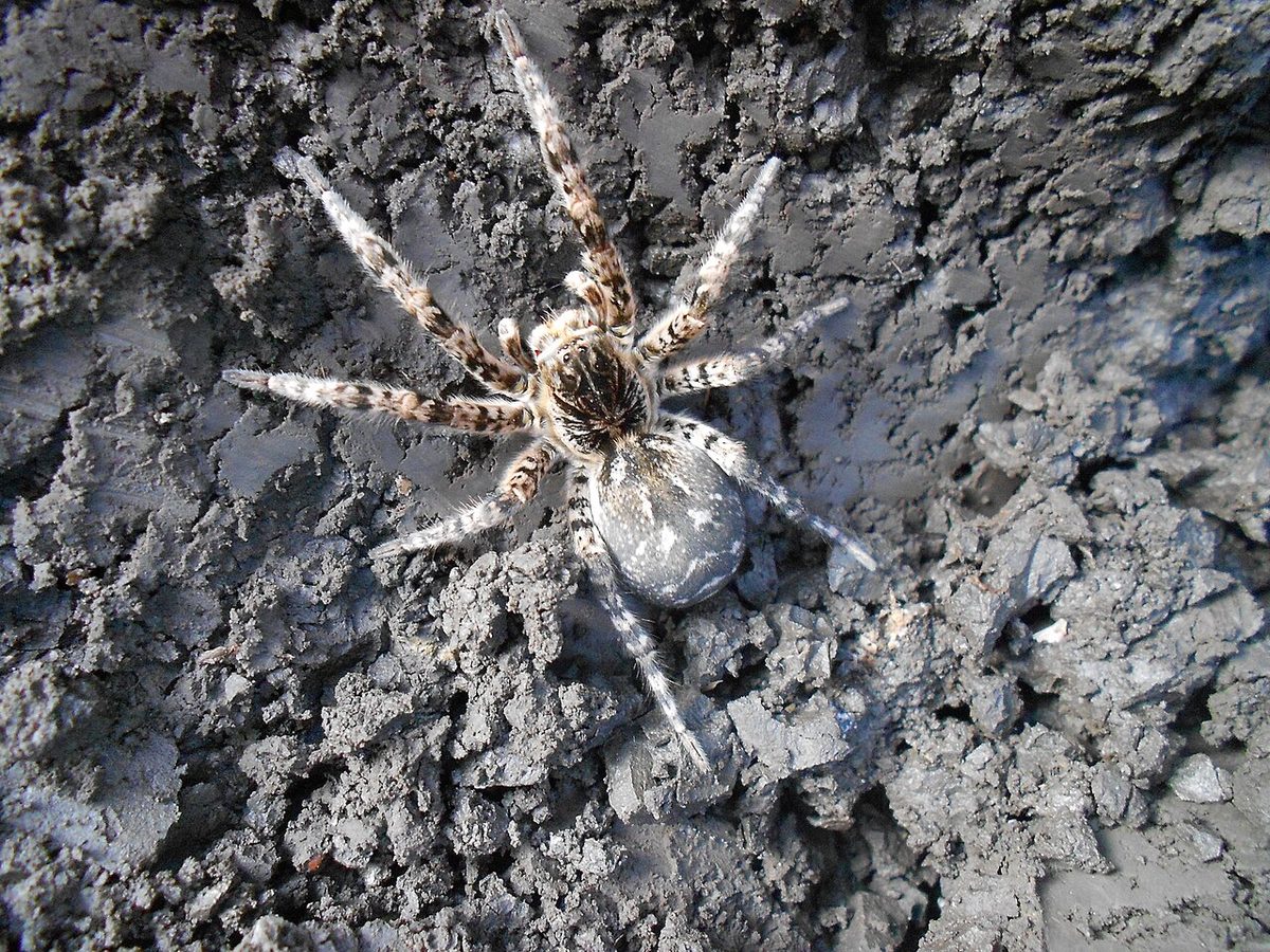 Tarantula ukraińska Lycosa singoriensis, duży jasnoszary pająk z ciemnym wzorem na szarej, spękanej ziemi