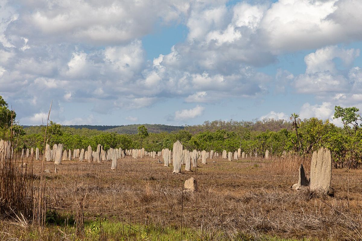 Wysokie, płaskie kopce termitów magnetycznych na trawiastej równinie w Parku Narodowym Litchfield w Australii